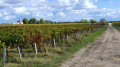 Chemin en direction de la Bergerie Chemin en direction de la Bergerie