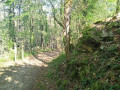 chemin en forêt