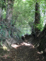 Chemin en forêt