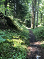 Chemin en forêt