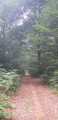 Chemin en forêt