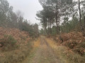 Chemin en forêt