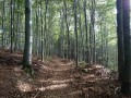 Chemin en forêt