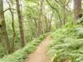 Chemin en forêt