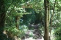 Chemin en forêt