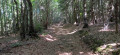 Chemin en for&ecirc;t