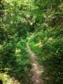 chemin en forêt