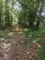 Chemin en lisière de forêt