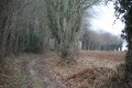Chemin en lisière du bois
