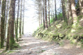 Chemin en montée dans le bois