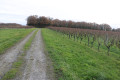 Chemin en montée vers le bois du Fief du Brandard
