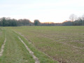 Chemin en plaine