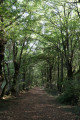 Chemin en sous-bois près de Celon