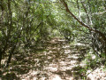 Chemin en sous bois