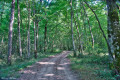 Chemin en sous-bois Chemin en sous-bois