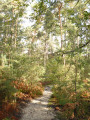 Chemin en sous bois