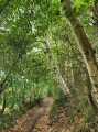 Chemin en sous-bois