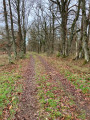 Chemin en sous-bois