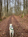 Chemin en sous-bois
