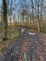 Chemin en sous-bois