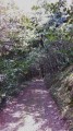 chemin en sous bois