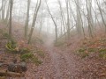Chemin en sous bois