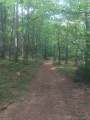 Chemin en sous bois