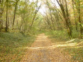Chemin en sous-bois