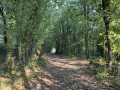 Chemin en sous-bois