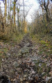 Chemin en sous-bois