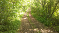 Chemin en sous-bois