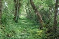 Chemin enherbé très ombragé