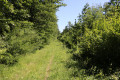 Chemin enherbé