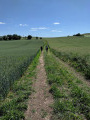 Chemin enherbé