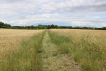 Chemin enherbé