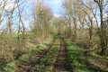 Chemin enherbé