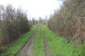Chemin enherbé