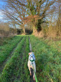 Chemin entre haies