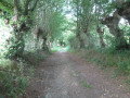 Chemin entre les arbres