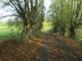 Chemin entre les arbres