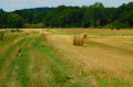 Chemin entre les champs Chemin entre les champs