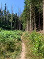 Chemin entre les sapins