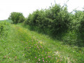Chemin fleuri Chemin fleuri