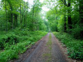 Chemin forestier