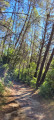 Chemin forestier, à  l'abri de la chaleur,