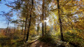 Chemin forestier avant l'Etang de Milourd