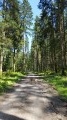 Chemin forestier dans le Grand Bois