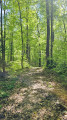 Chemin forestier en for&ecirc;t domaniale de la Croix-aux-Bois