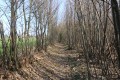 Chemin forestier