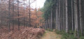 Chemin forestier entre mélèzes et sapins